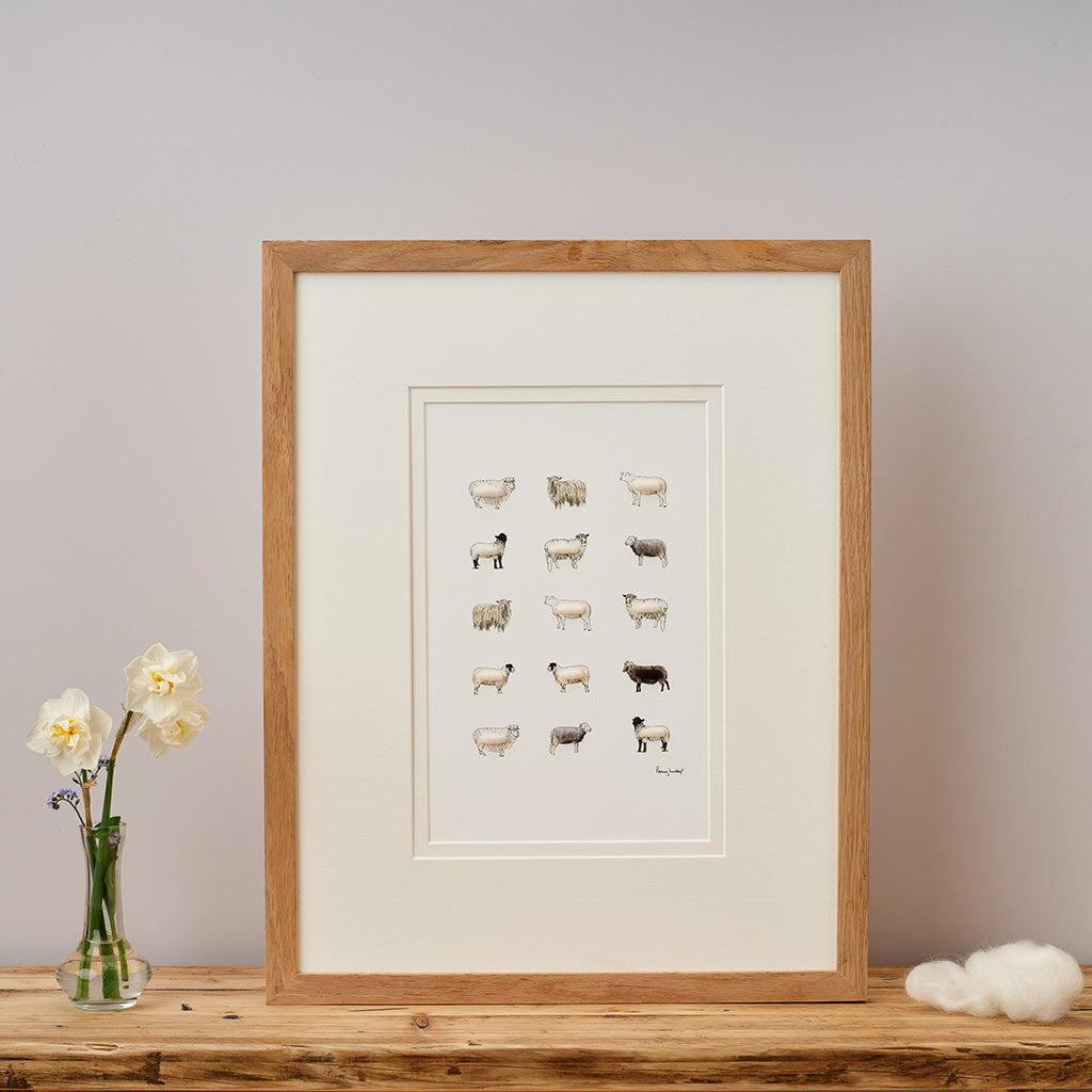 Limited Edition Hand Finished Print of Rare Sheep Breeds