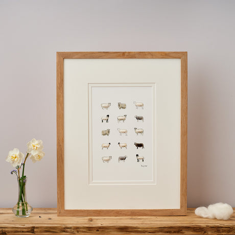 Limited Edition Hand Finished Print of Rare Sheep Breeds