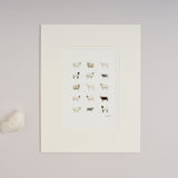 Limited Edition Hand Finished Print of Rare Sheep Breeds