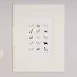 Limited Edition Hand Finished Print of Rare Sheep Breeds