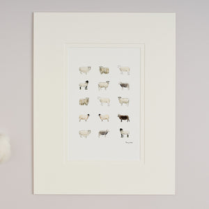 Limited Edition Hand Finished Print of Rare Sheep Breeds