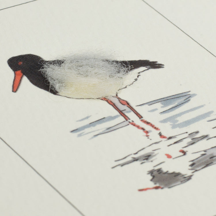Oystercatcher Bird greetings card