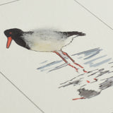 Oystercatcher Bird greetings card