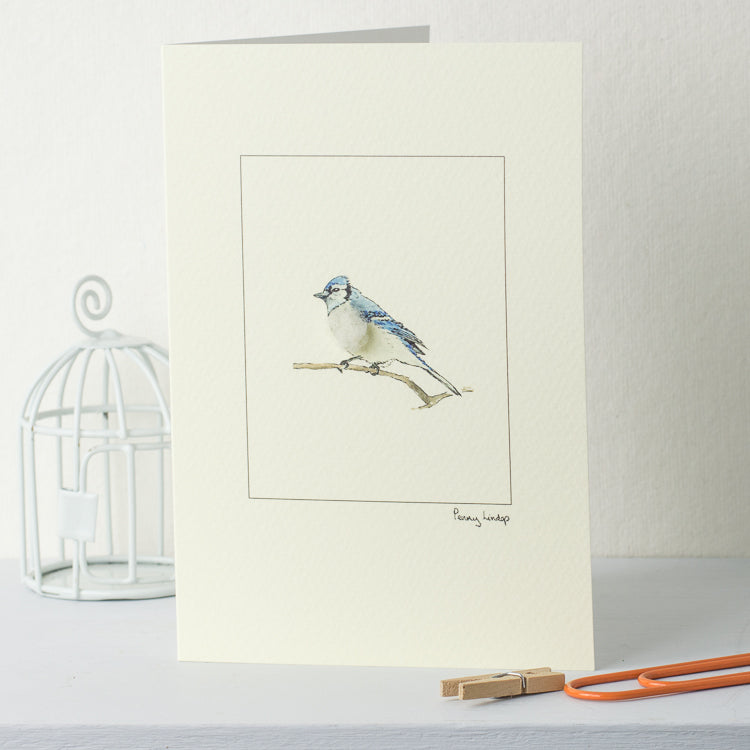 Blue Jay Bird greetings card