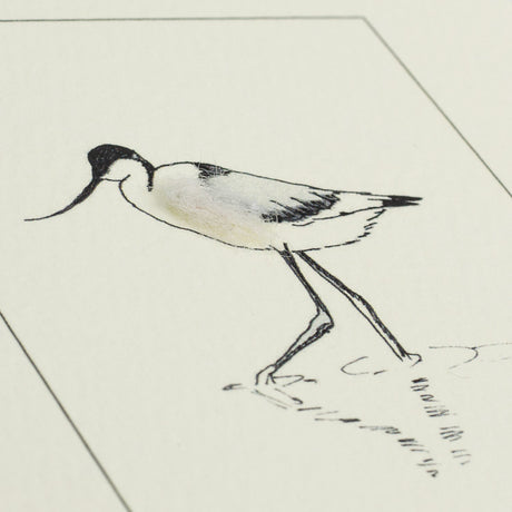 Avocet Bird Card
