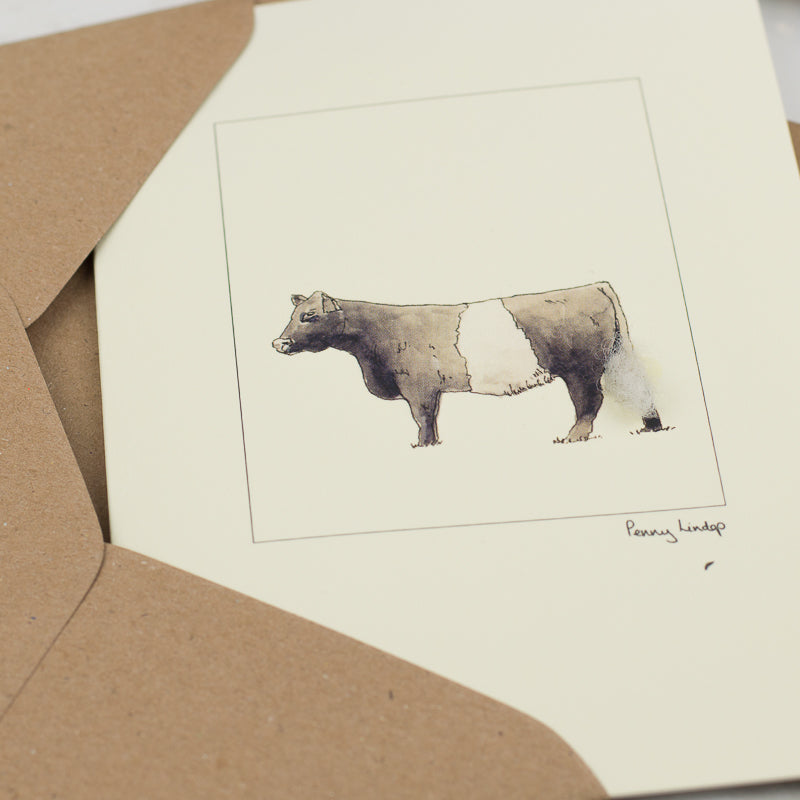 Cow greetings card - Belted Galloway