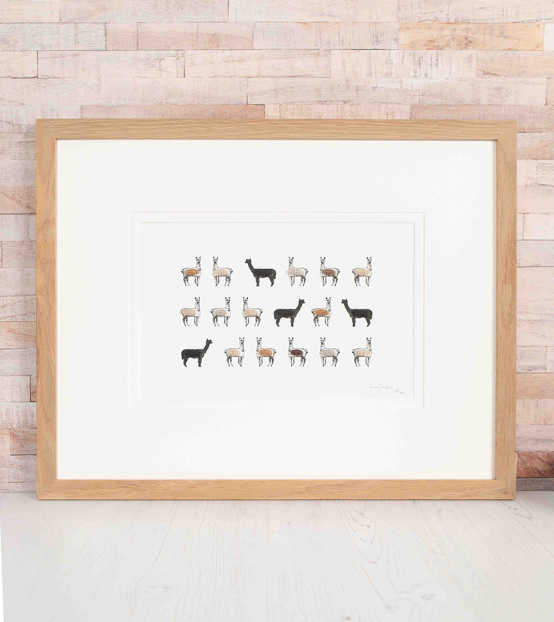 Alpacas Limited Edition Print