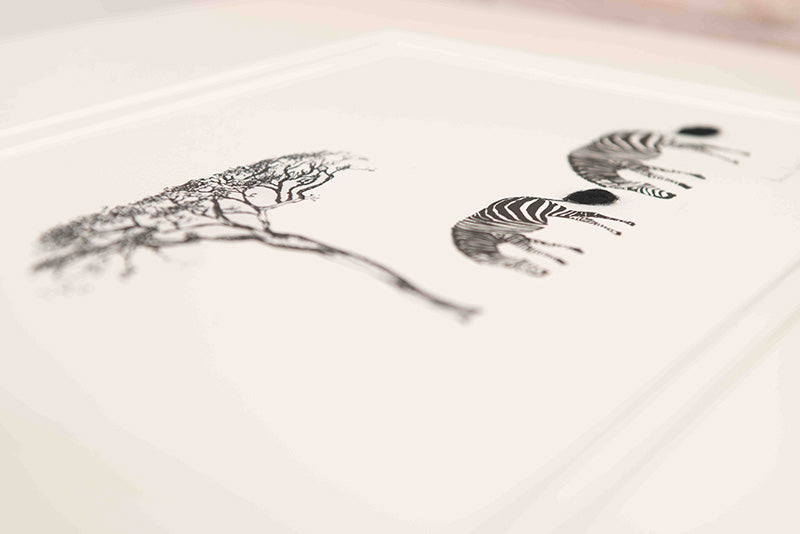 Zebra Limited Edition Print