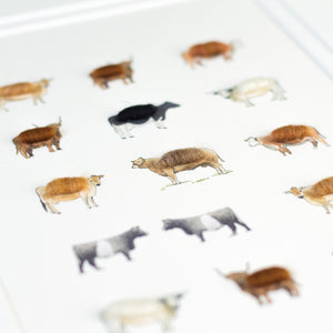 Cows Limited Edition Print, 15 Cows