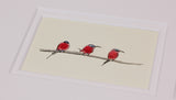 Framed Gift Cards - Exotic Birds