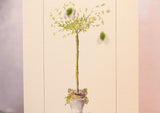 Willow in a Pot card