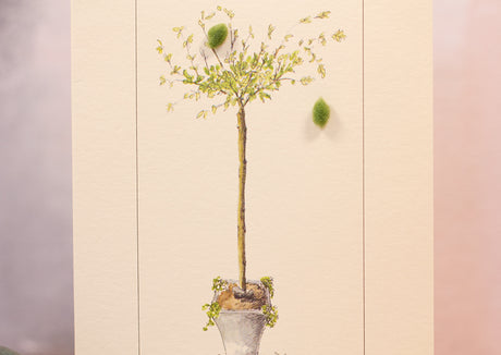 Willow in a Pot card