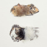 Guinea Pig card